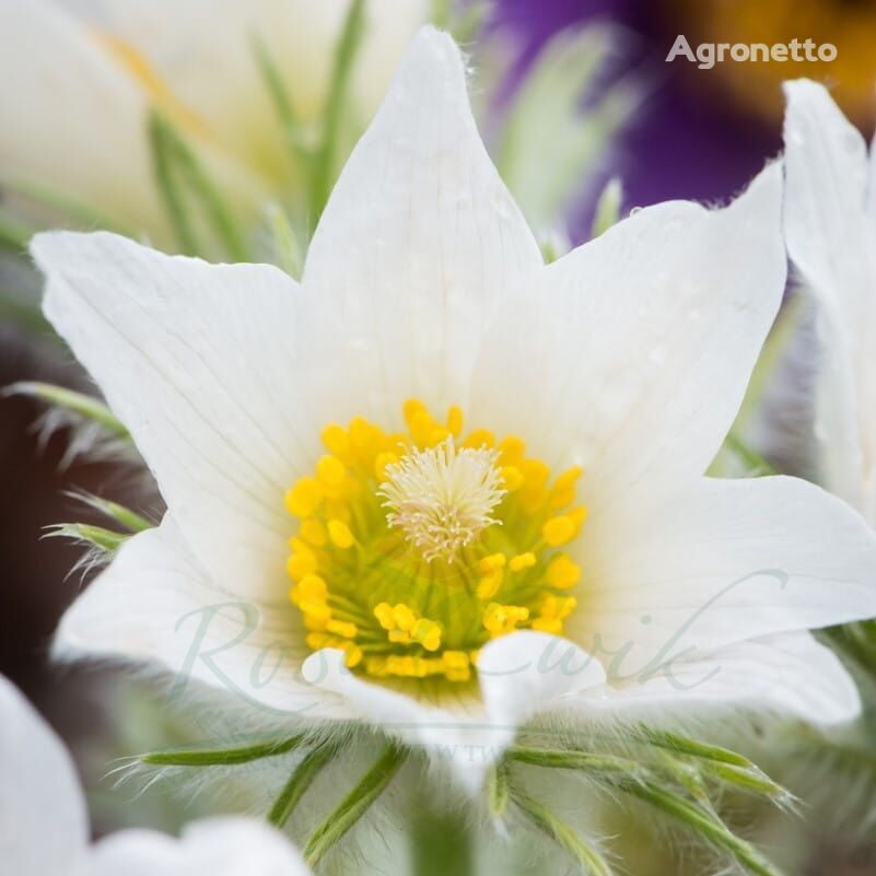 Pasque flower Pulsatilla vulgaris 'Pinwheel White'