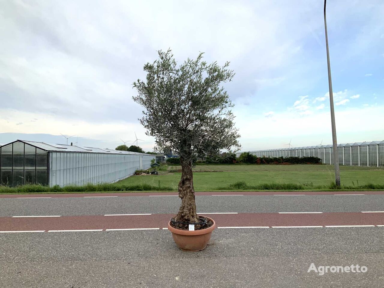 olijfboom in bonsaischaal (Olea Europaea Lessini) ornamental shrub